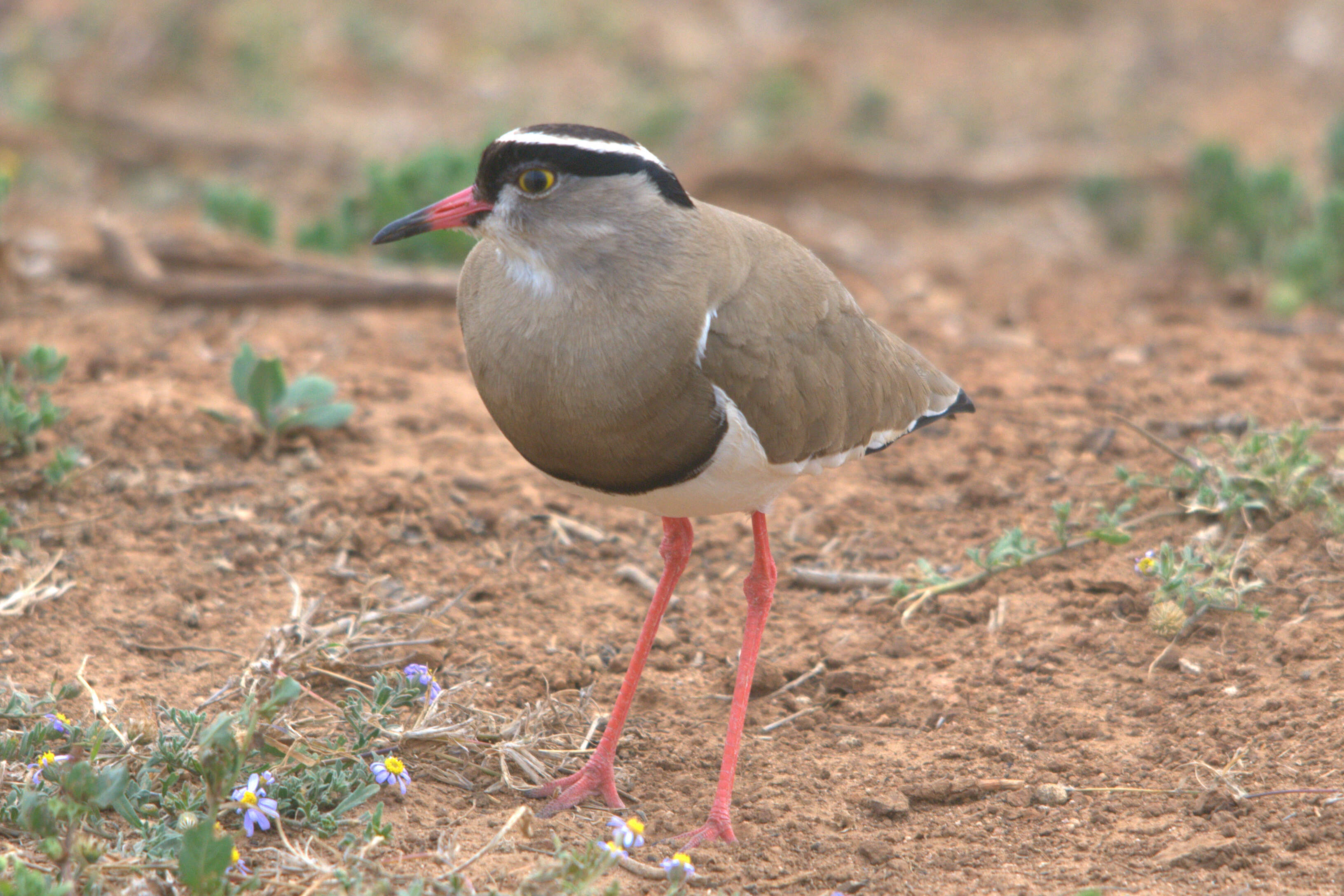 صورة Vanellus coronatus (Boddaert 1783)