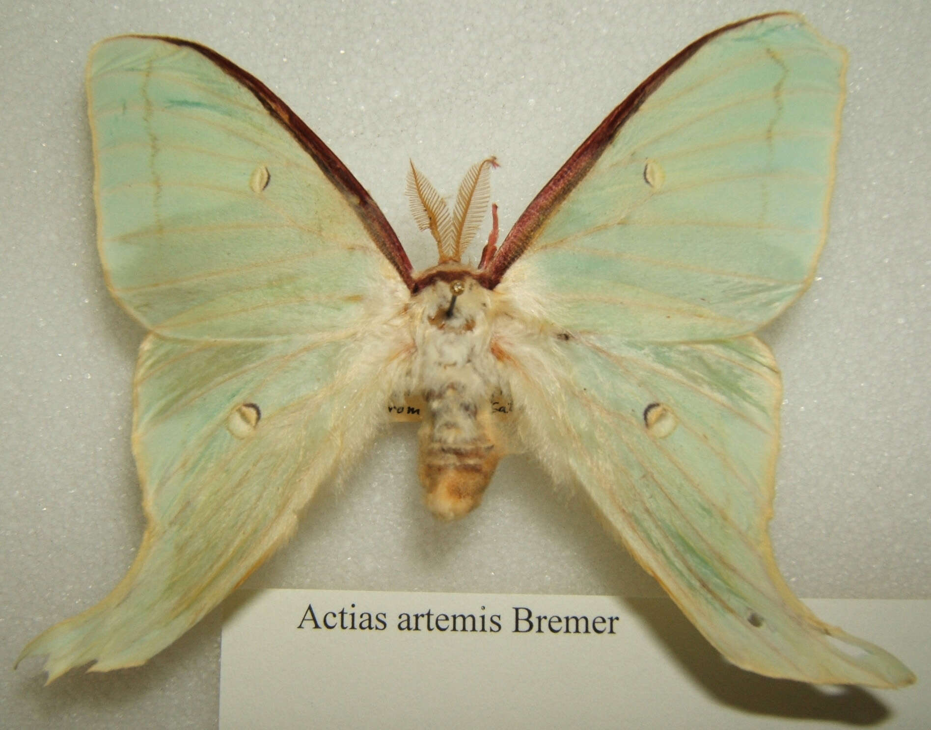 Image of Actias artemis (Bremer & Grey 1853)