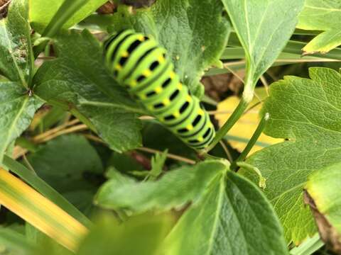 صورة Papilio brevicauda Saunders 1869