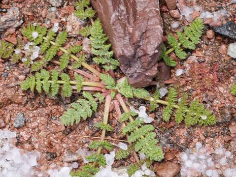 Image of Chaerophyllum andicola (Kunth) K. F. Chung