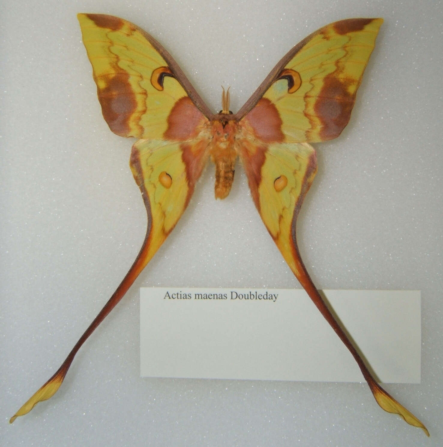 Image of Malaysian moon moth