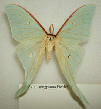 Sivun Actias ningpoana Felder & C. 1862 kuva