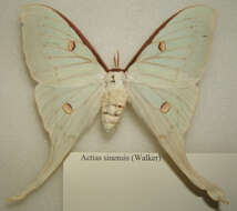 Imagem de Actias sinensis (Walker 1855)