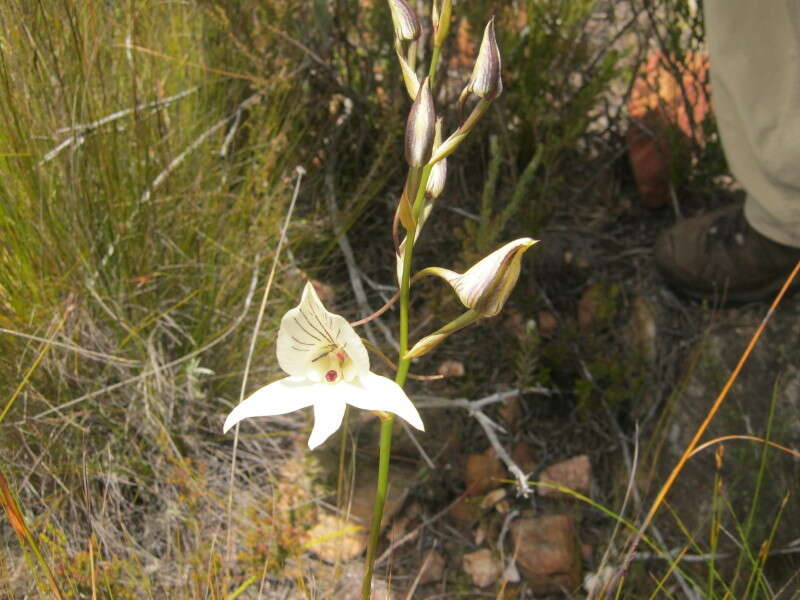 Image de Disa schlechteriana Bolus