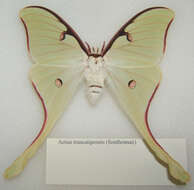 Image of Mexican Moon Moth