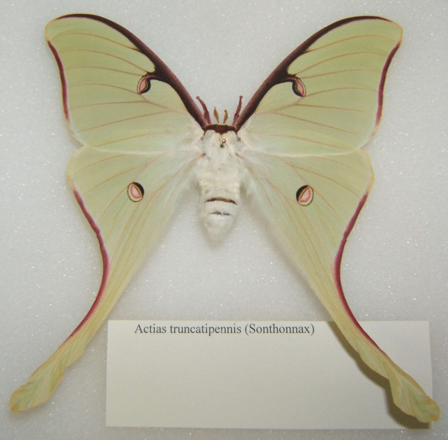 Image of Actias truncatipennis (Sonthonnax 1899)