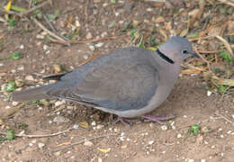 Image of Streptopelia Bonaparte 1855