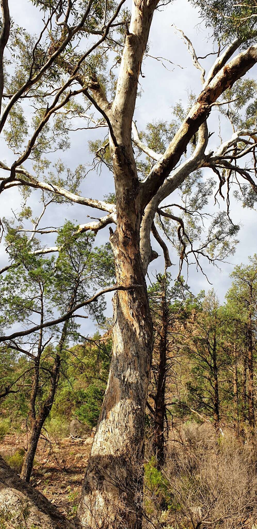 Image of Gum Collibah