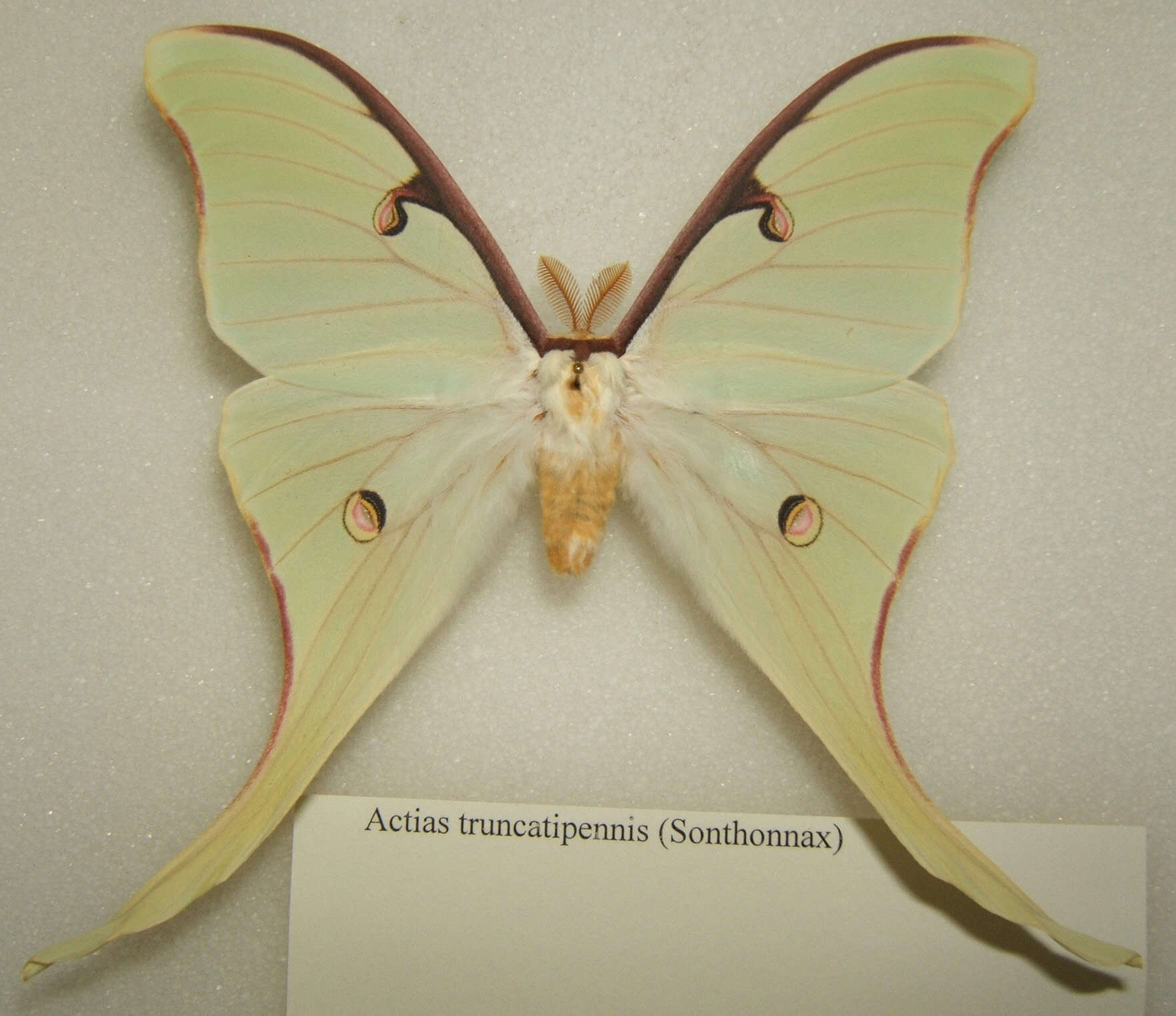 Image of Actias truncatipennis (Sonthonnax 1899)