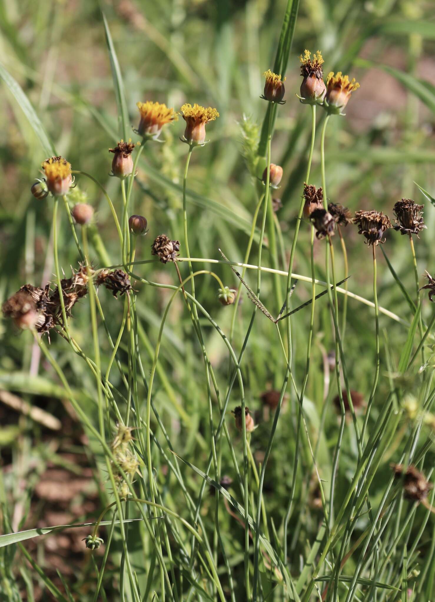 Image of Hopi tea greenthread