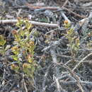 Image of false toadflax