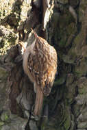 Image of Short-toed Treecreeper