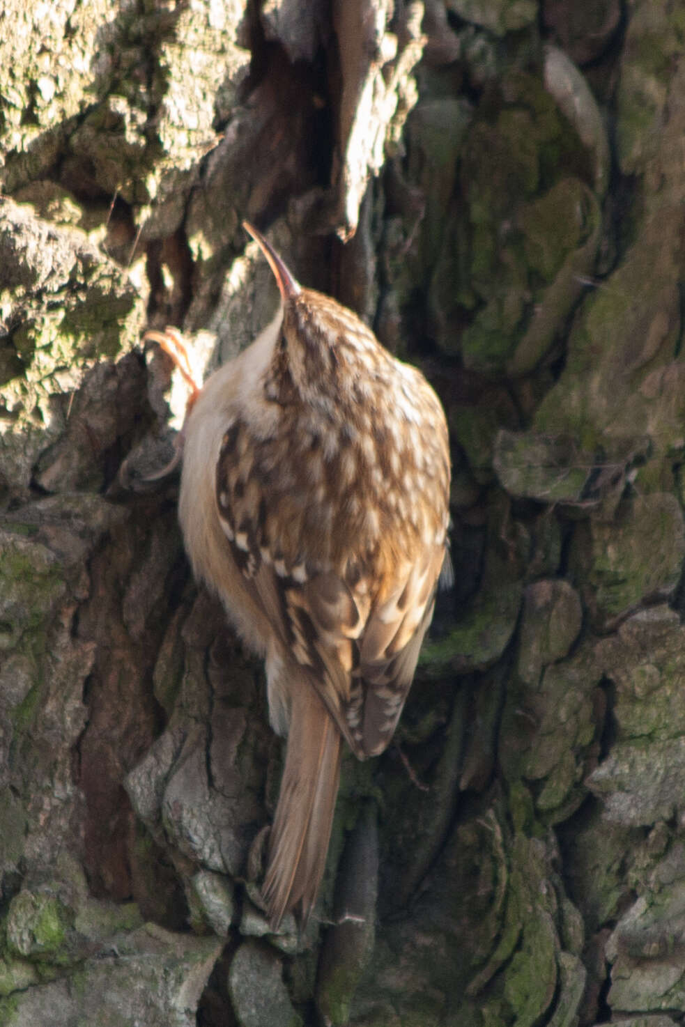 Imagem de Certhia brachydactyla Brehm & CL 1820