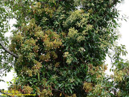 Image of Hydrangea integrifolia Hayata