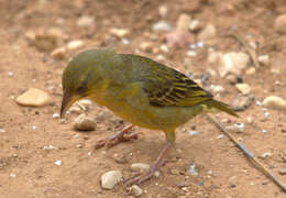 Image of Cape Weaver