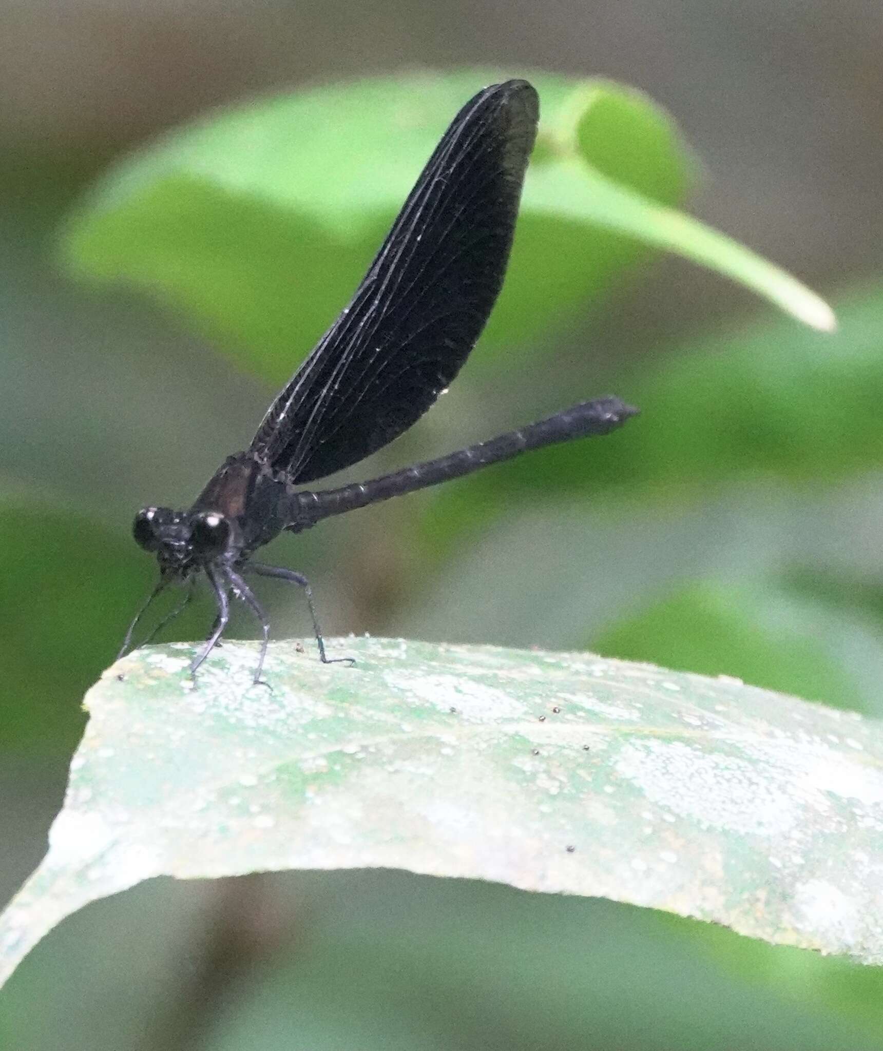 Image de Euphaea refulgens Hagen ex Selys 1853