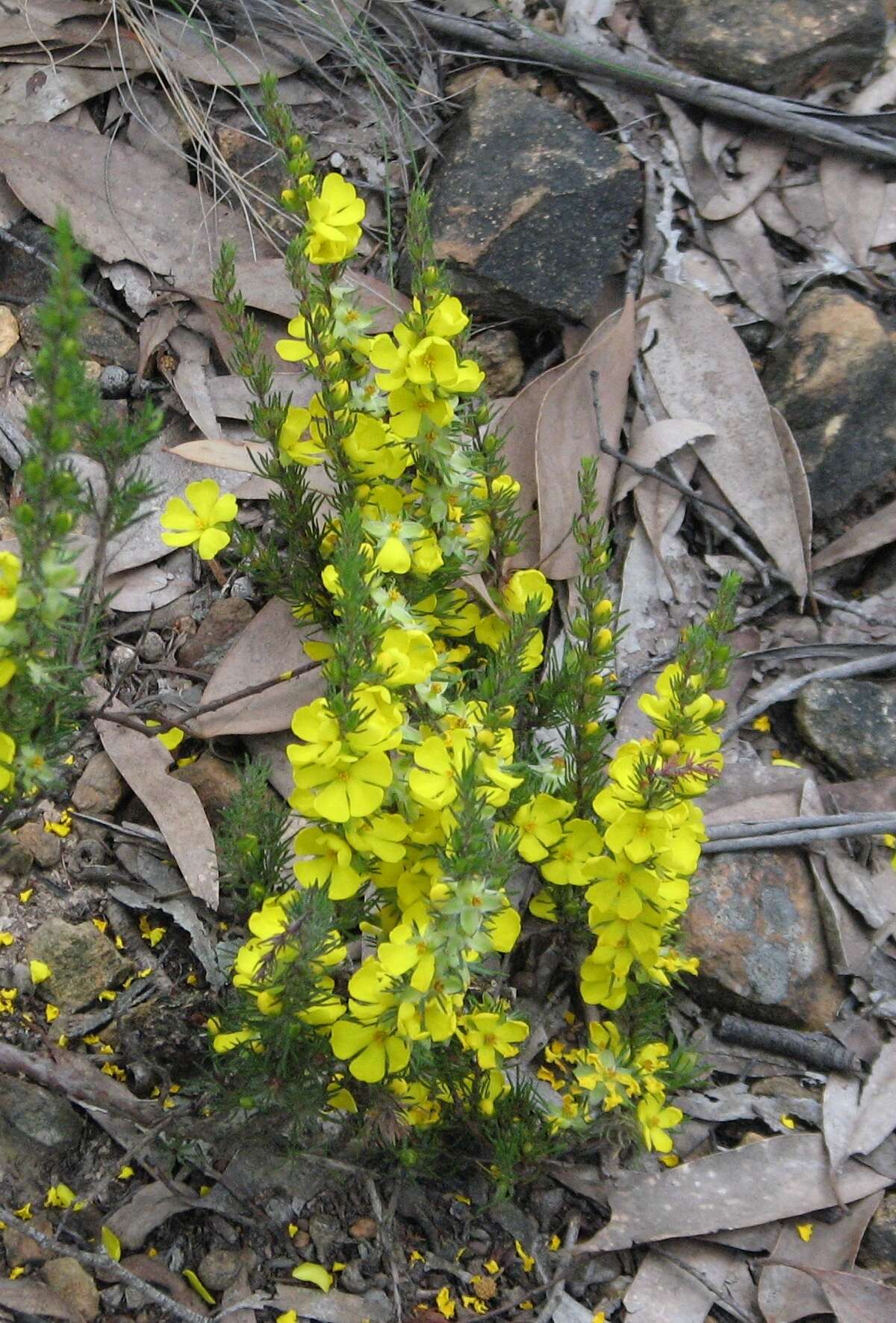 Hibbertia prostrata Hook. resmi