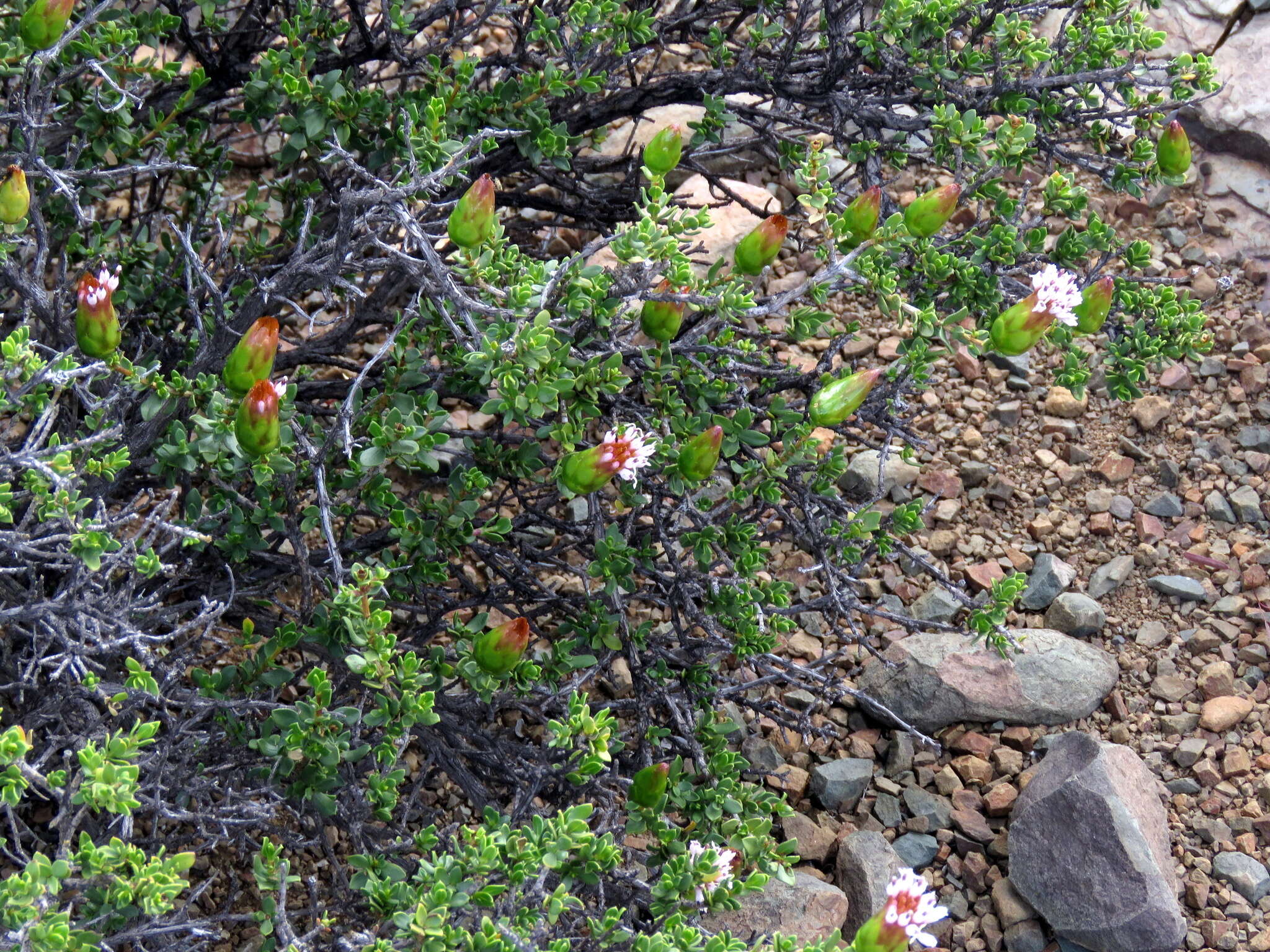 Image of Pteronia adenocarpa Harv.