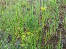 Imagem de Lomatium triternatum var. brevifolium (Coult. & Rose) Mathias