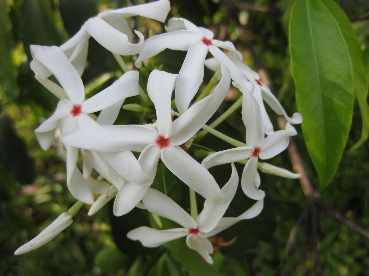 Image of Kopsia arborea Bl.