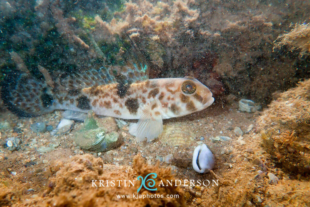 Image of Shadow goby