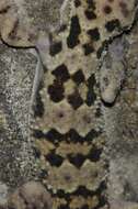 Image of Spotted Leaf-toed Gecko