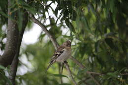 Image of Fringilla Linnaeus 1758