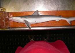 Image of Atlantic Sharpnose Shark