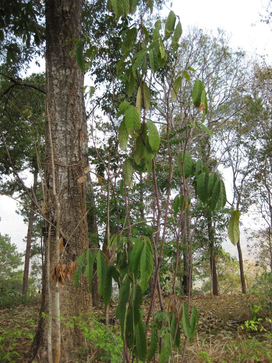 Leea indica (Burm. fil.) Merr. resmi