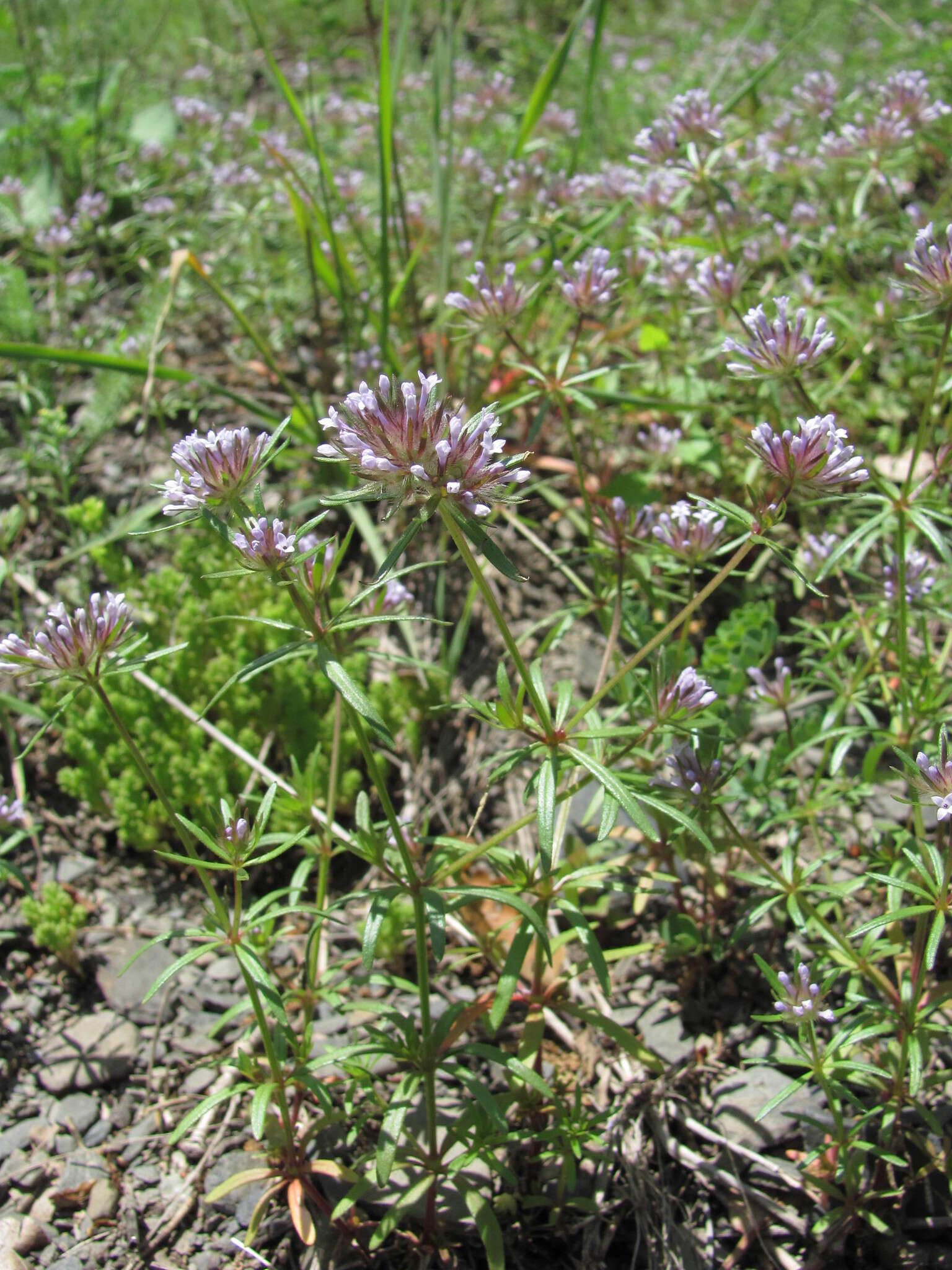 Image de Asperula arvensis L.