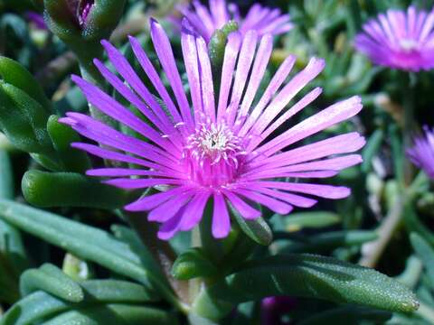 Image of delosperma