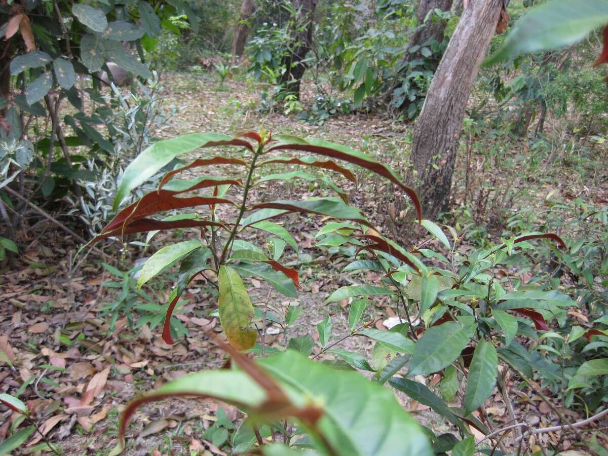 Image of Excoecaria cochinchinensis Lour.