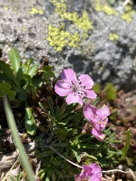 Image of Dianthus microlepis Boiss.