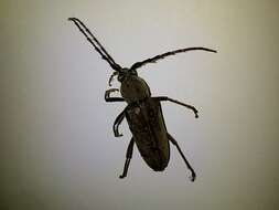 Image of Enaphalodes hispicornis (Linné 1767)