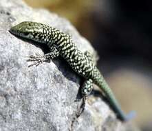 Image of Danford's Lizard