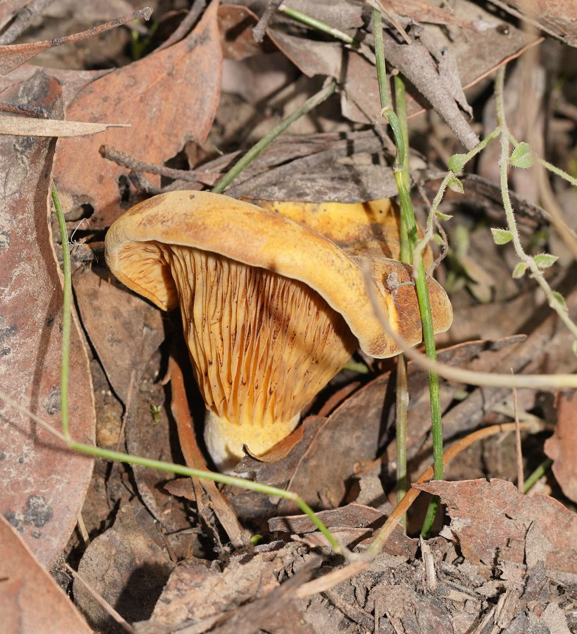 Plancia ëd Austropaxillus infundibuliformis (Cleland) Bresinsky & Jarosch 1999