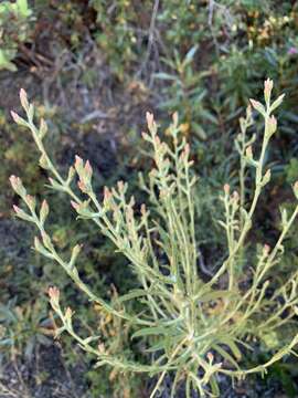 Image of pink cudweed