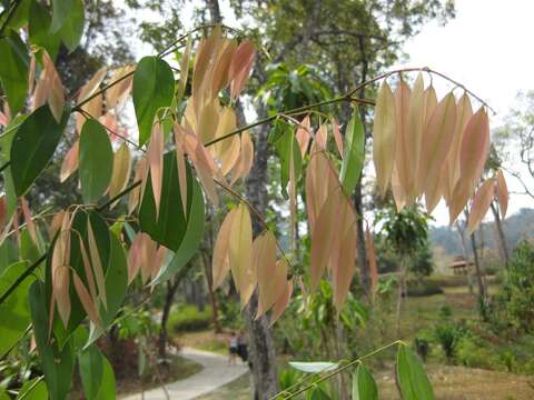 Image of Mesua ferrea L.