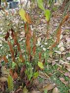 Imagem de Plumbago indica L.