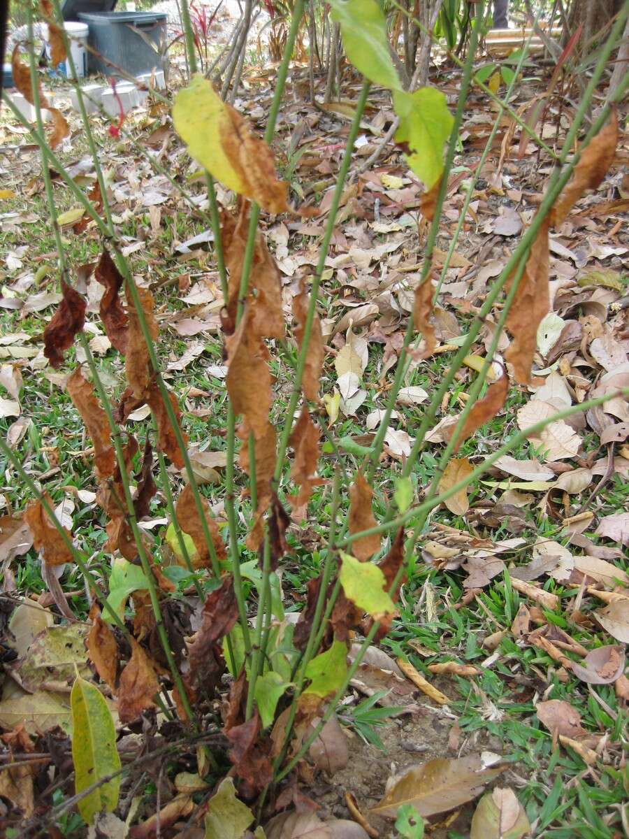 Imagem de Plumbago indica L.