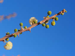 Sivun Vachellia hebeclada subsp. hebeclada kuva