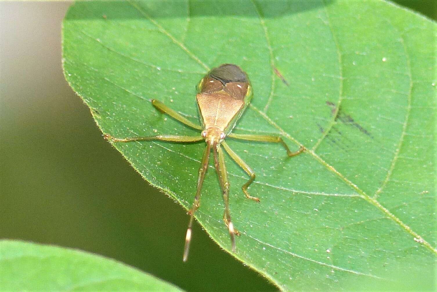 Image of Homoeocerus (Anacanthocoris) bipustulatus Stål 1871