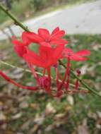 Imagem de Plumbago indica L.