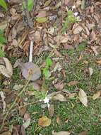 Image of wild leadwort