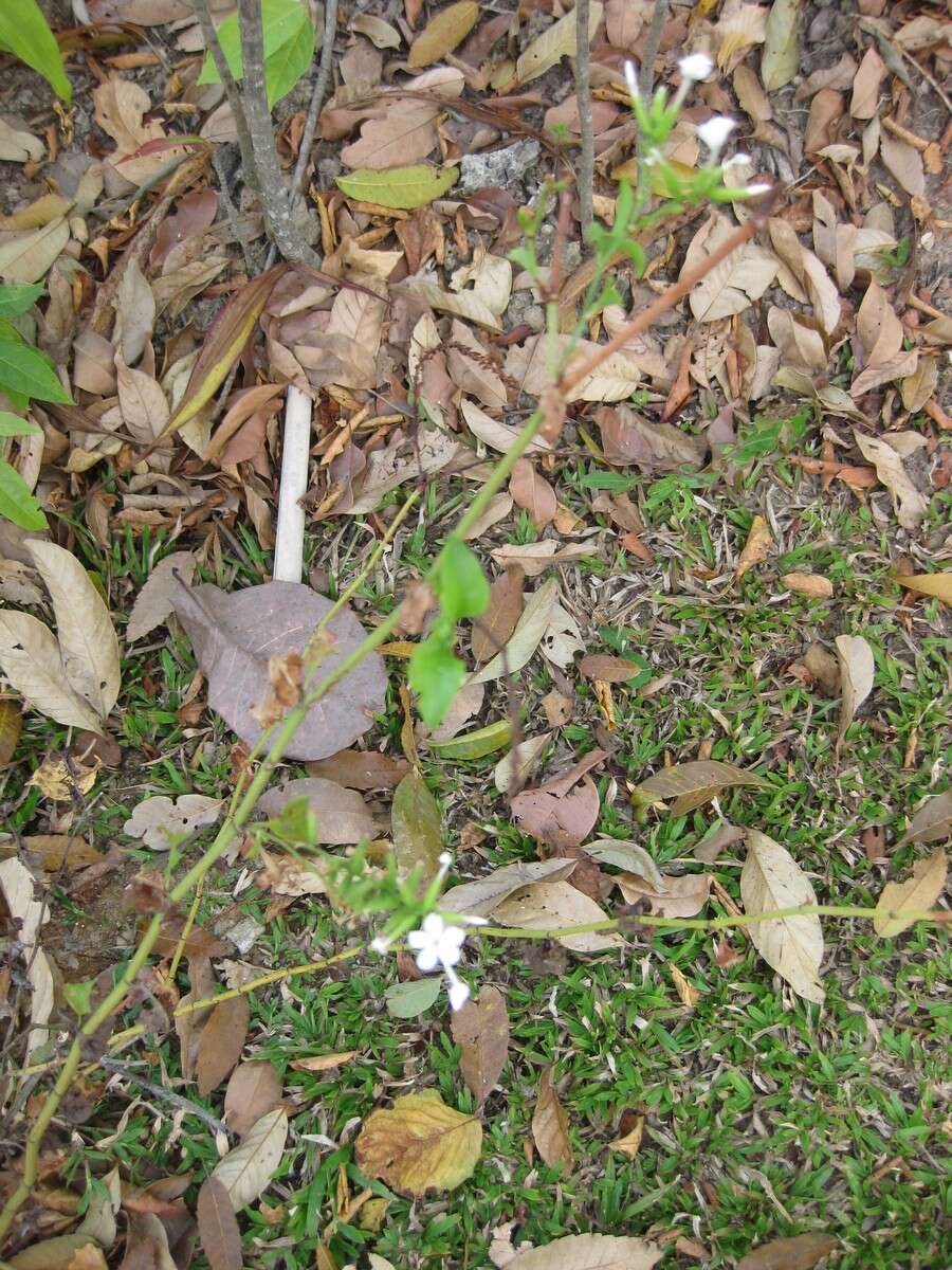 Image of wild leadwort