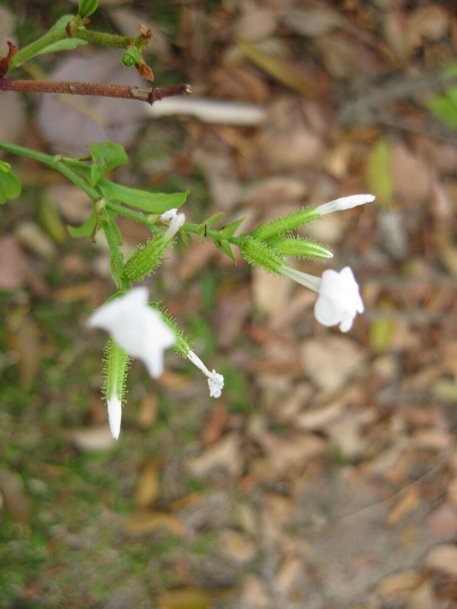 Image of wild leadwort