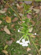 Image of wild leadwort