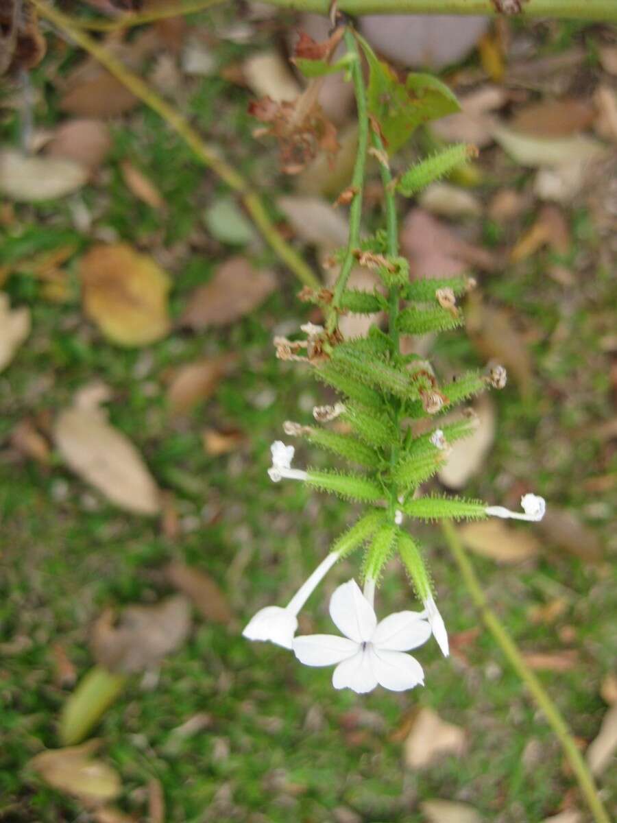 Image of wild leadwort