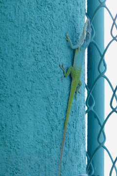 Image of Allison's Anole