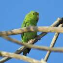 Image of Turquoise-winged Parrotlet